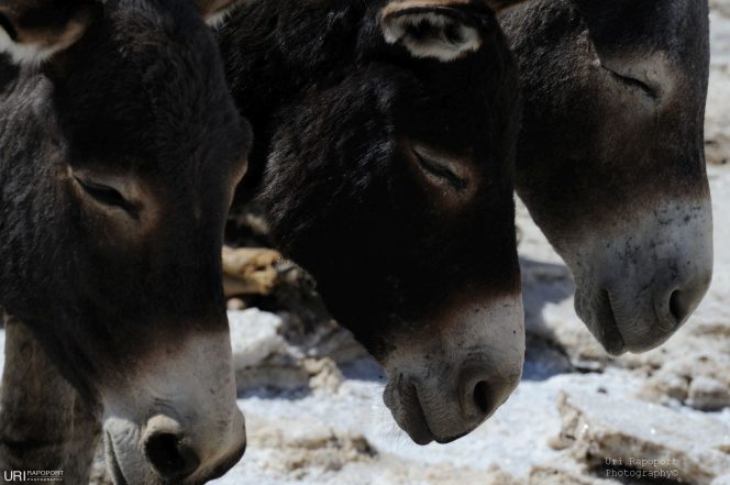 Animals photography art